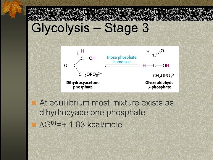 Glycolysis – Stage 3 n At equilibrium most mixture exists as dihydroxyacetone phosphate n