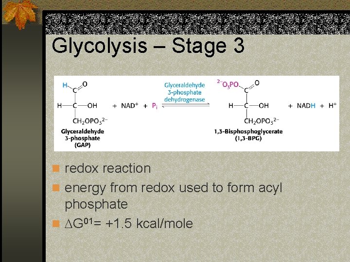 Glycolysis – Stage 3 n redox reaction n energy from redox used to form
