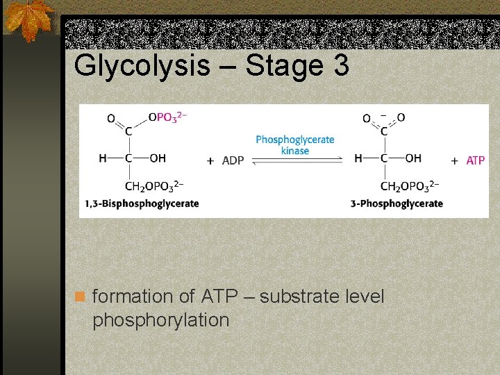 Glycolysis – Stage 3 n formation of ATP – substrate level phosphorylation 