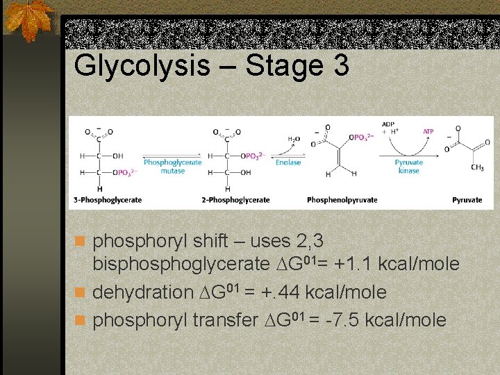 Glycolysis – Stage 3 n phosphoryl shift – uses 2, 3 bisphoglycerate G 01=