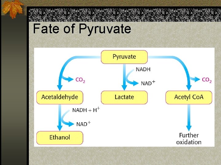 Fate of Pyruvate 