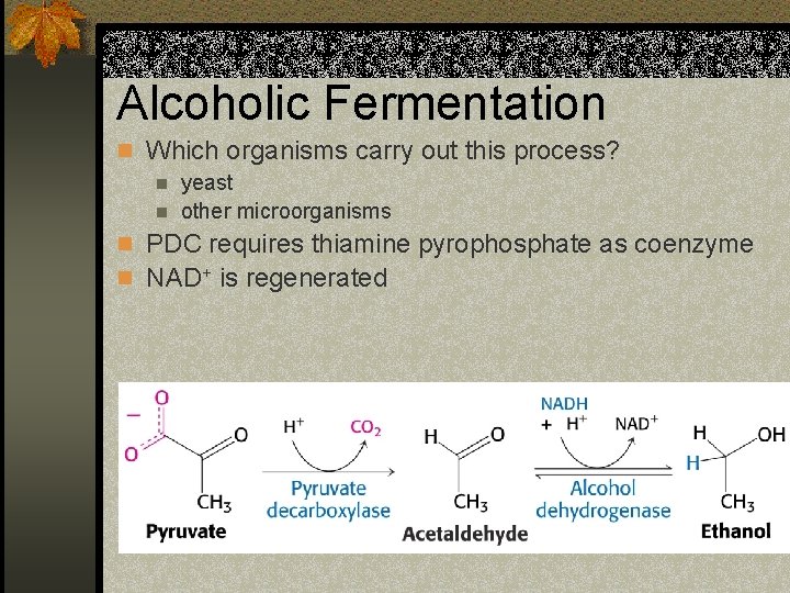 Alcoholic Fermentation n Which organisms carry out this process? n yeast n other microorganisms