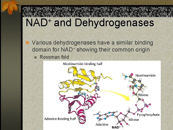 NAD+ and Dehydrogenases n Various dehydrogenases have a similar binding domain for NAD+ showing