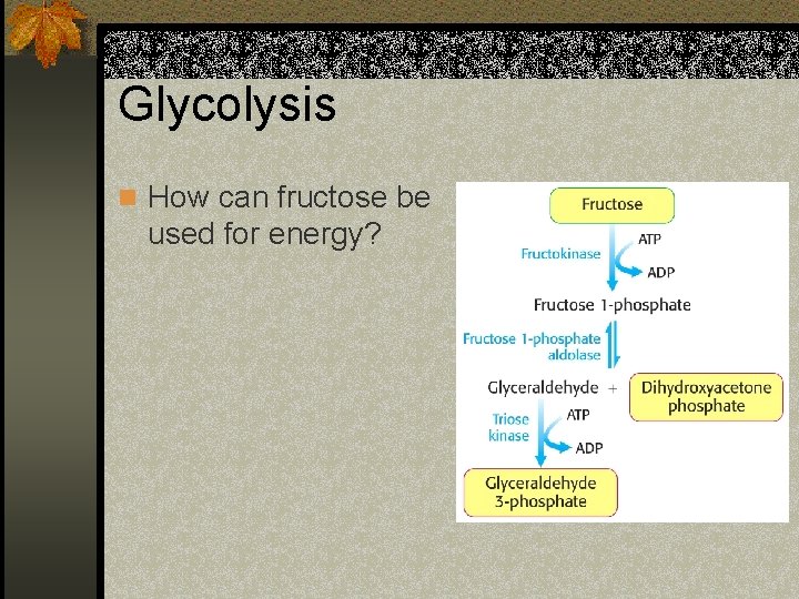 Glycolysis n How can fructose be used for energy? 
