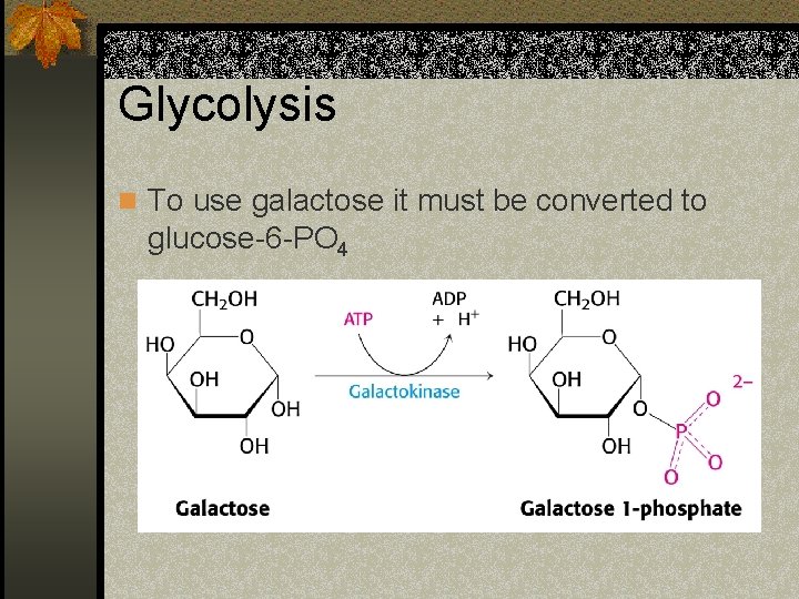 Glycolysis n To use galactose it must be converted to glucose-6 -PO 4 