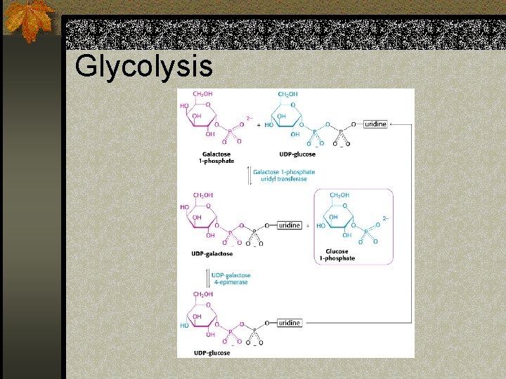 Glycolysis 