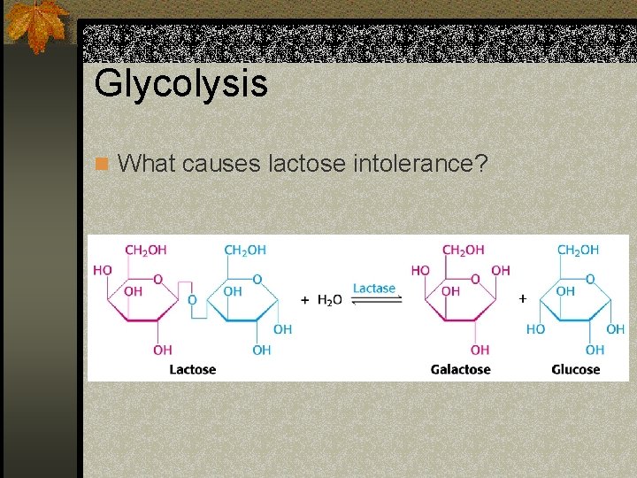 Glycolysis n What causes lactose intolerance? 