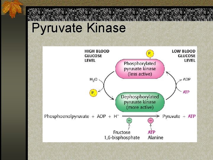 Pyruvate Kinase 