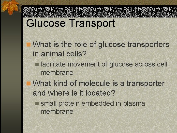 Glucose Transport n What is the role of glucose transporters in animal cells? n