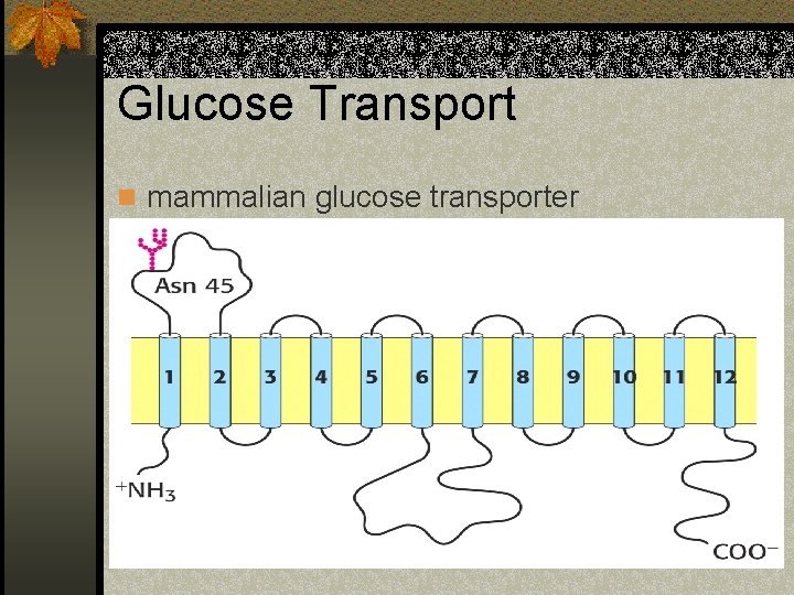 Glucose Transport n mammalian glucose transporter 