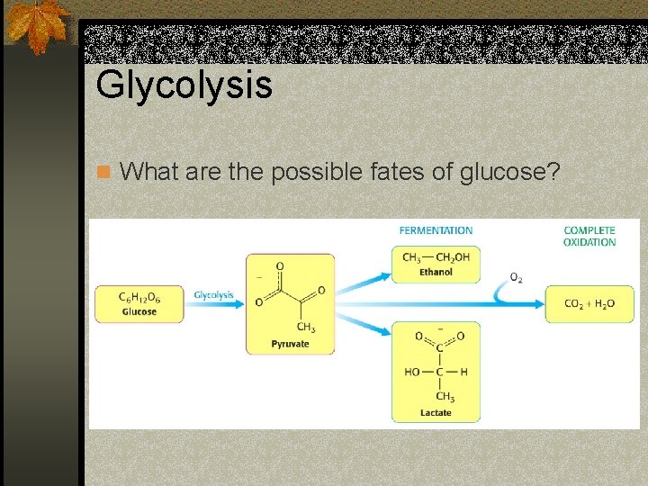 Glycolysis n What are the possible fates of glucose? 