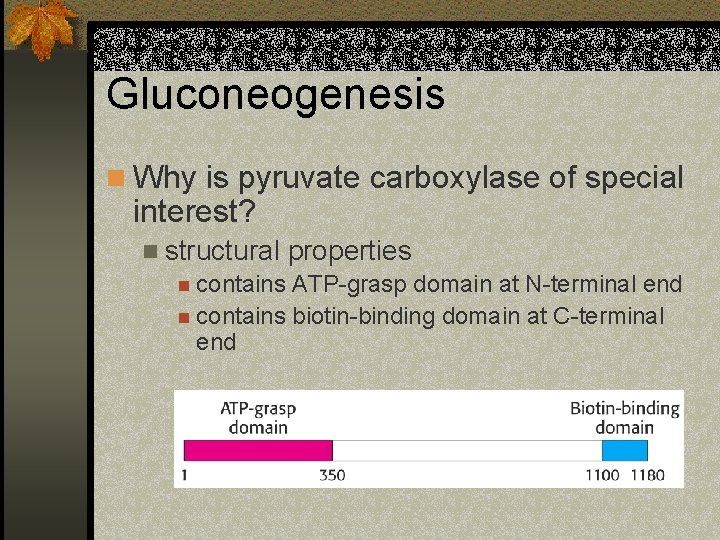 Gluconeogenesis n Why is pyruvate carboxylase of special interest? n structural properties n contains