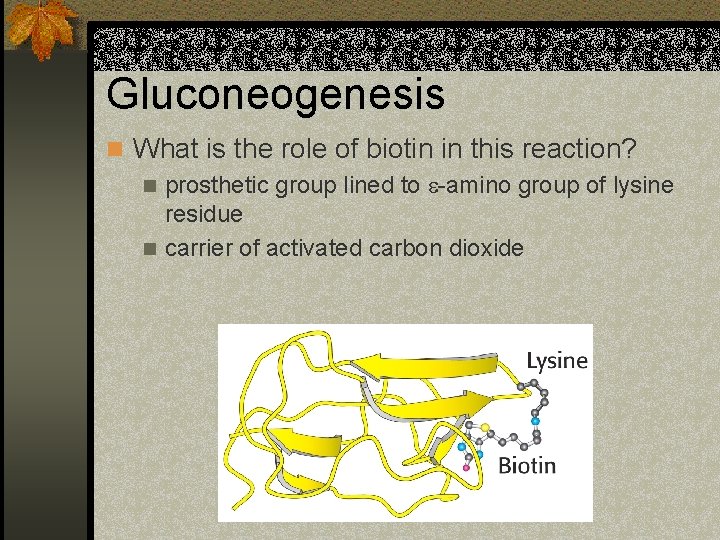 Gluconeogenesis n What is the role of biotin in this reaction? n prosthetic group