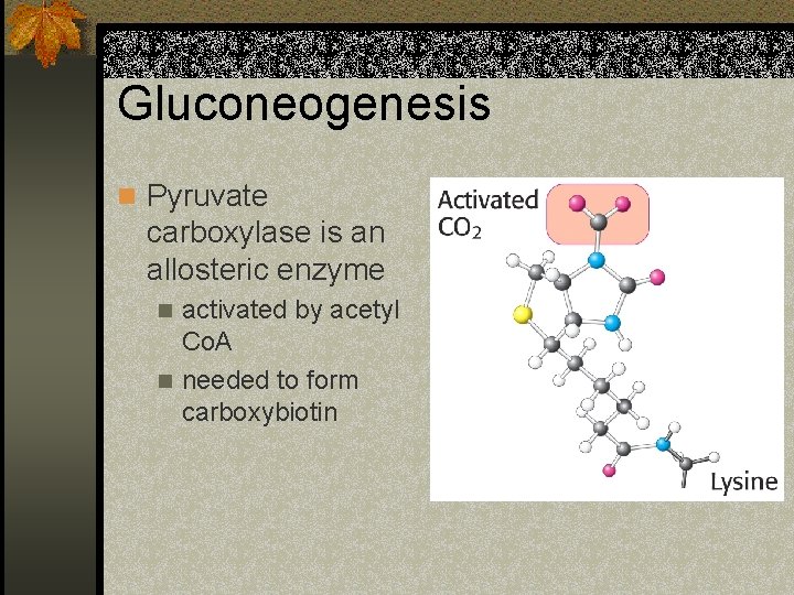 Gluconeogenesis n Pyruvate carboxylase is an allosteric enzyme activated by acetyl Co. A n