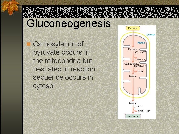 Gluconeogenesis n Carboxylation of pyruvate occurs in the mitocondria but next step in reaction