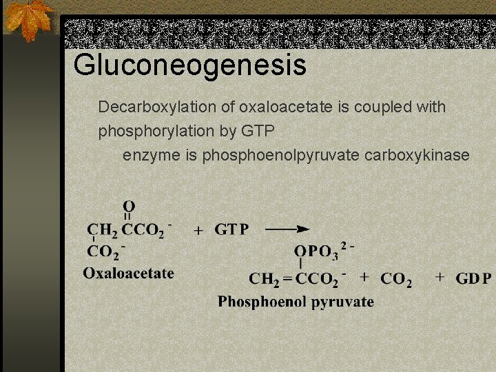 Gluconeogenesis Decarboxylation of oxaloacetate is coupled with phosphorylation by GTP enzyme is phosphoenolpyruvate carboxykinase