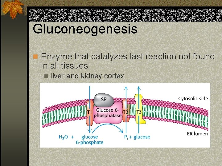 Gluconeogenesis n Enzyme that catalyzes last reaction not found in all tissues n liver