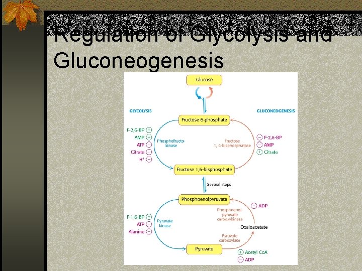 Regulation of Glycolysis and Gluconeogenesis 