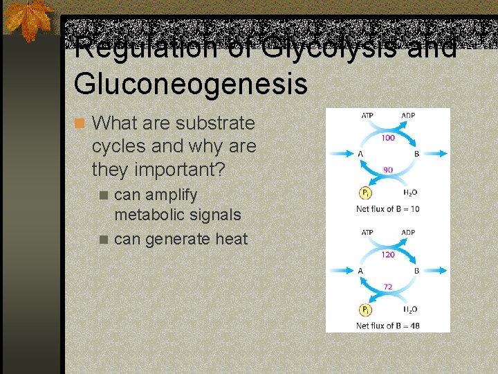 Regulation of Glycolysis and Gluconeogenesis n What are substrate cycles and why are they