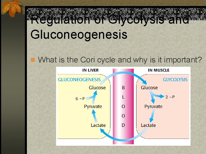 Regulation of Glycolysis and Gluconeogenesis n What is the Cori cycle and why is