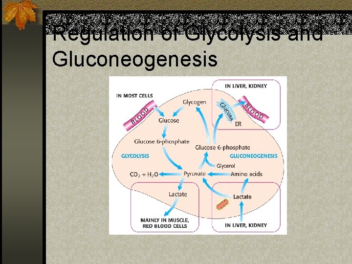 Regulation of Glycolysis and Gluconeogenesis 