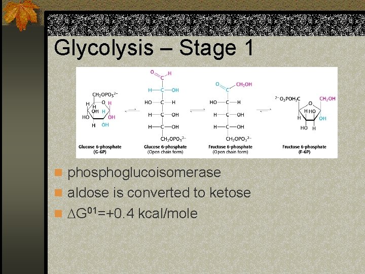 Glycolysis – Stage 1 n phosphoglucoisomerase n aldose is converted to ketose n G