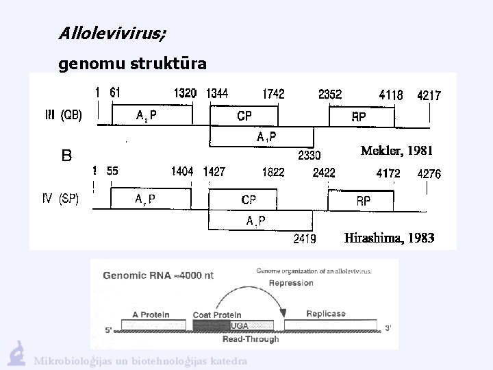 Allolevivirus; genomu struktūra 