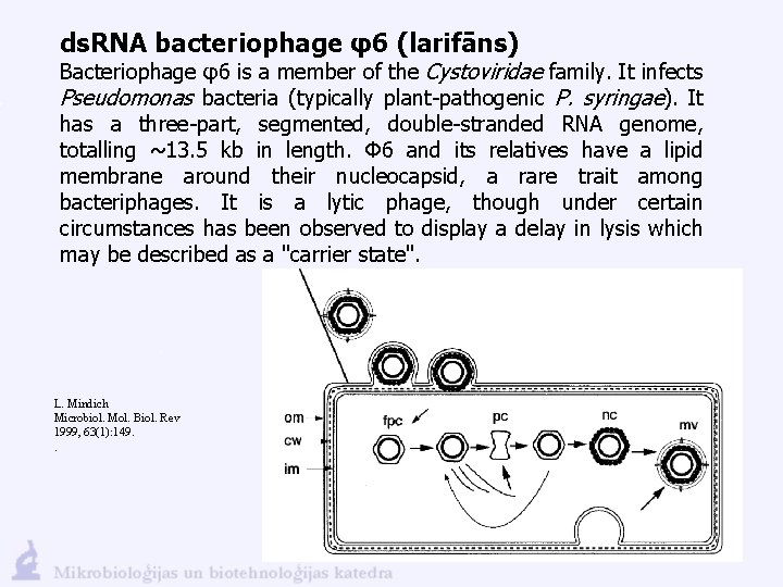 ds. RNA bacteriophage φ6 (larifāns) Bacteriophage φ6 is a member of the Cystoviridae family.