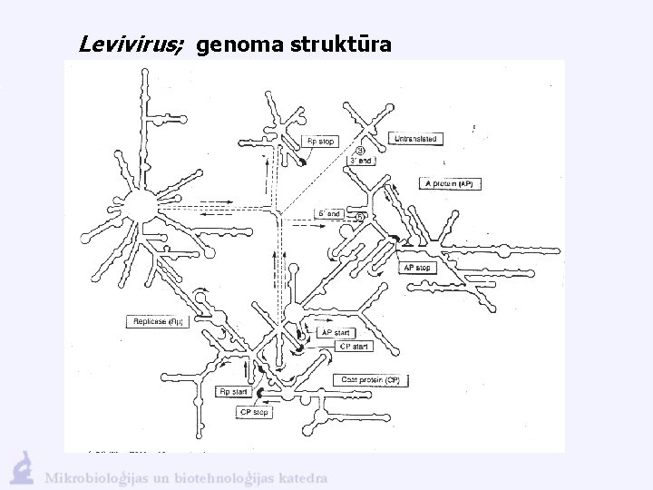 Levivirus; genoma struktūra 