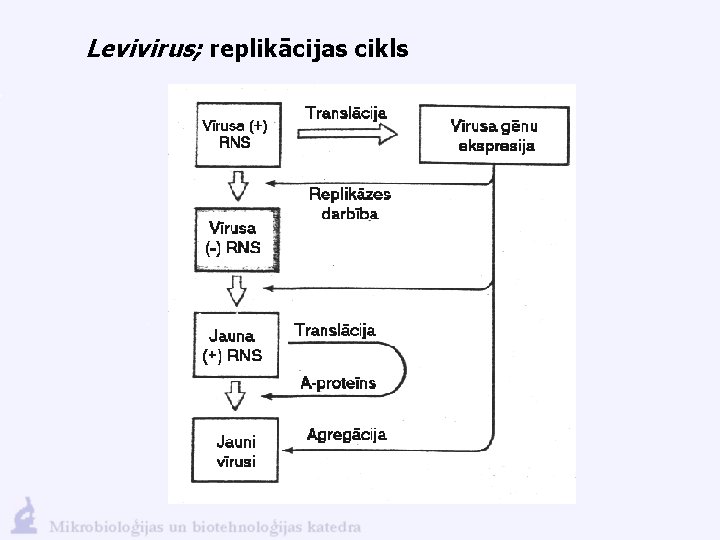 Levivirus; replikācijas cikls 