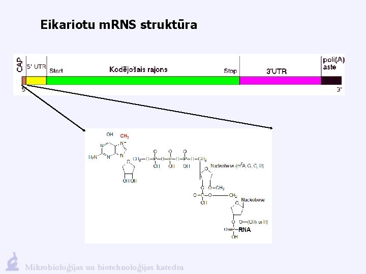 Eikariotu m. RNS struktūra 