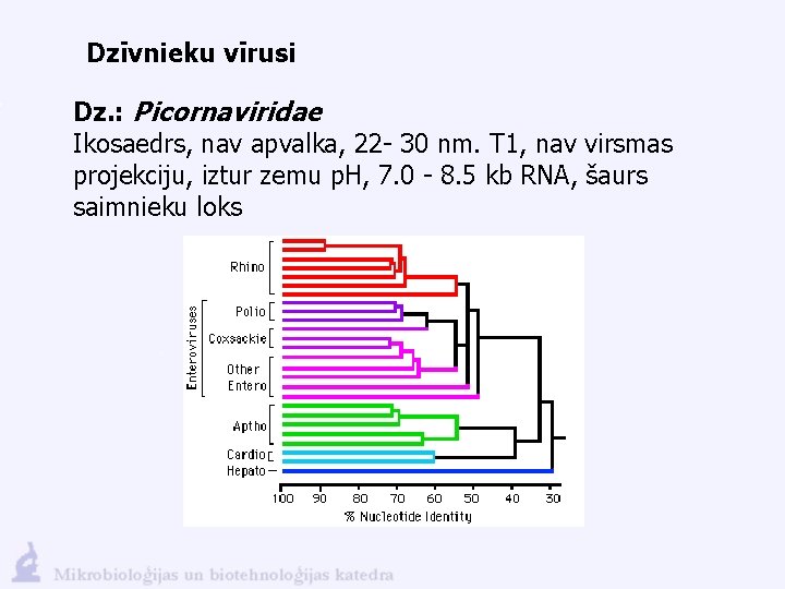 Dzīvnieku vīrusi Dz. : Picornaviridae Ikosaedrs, nav apvalka, 22 - 30 nm. T 1,