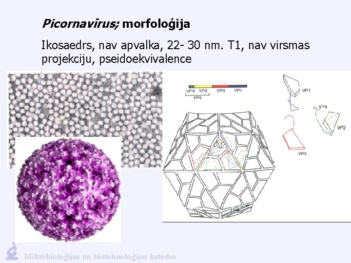 Picornavīrus; morfoloģija Ikosaedrs, nav apvalka, 22 - 30 nm. T 1, nav virsmas projekciju,