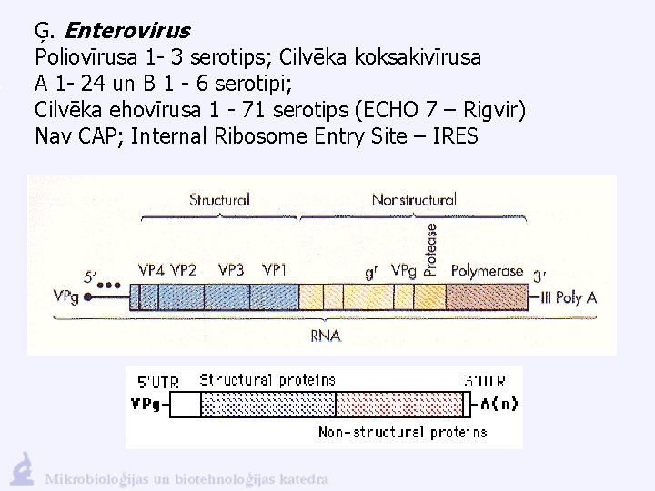 Ģ. Enterovirus Poliovīrusa 1 - 3 serotips; Cilvēka koksakivīrusa A 1 - 24 un