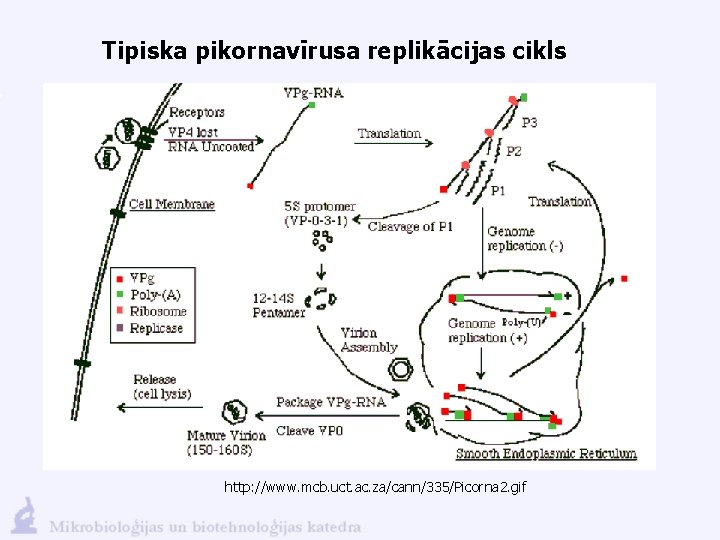 Tipiska pikornavīrusa replikācijas cikls http: //www. mcb. uct. ac. za/cann/335/Picorna 2. gif 