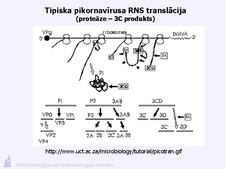 Tipiska pikornavīrusa RNS translācija (proteāze – 3 C produkts) http: //www. uct. ac. za/microbiology/tutorial/picotran.
