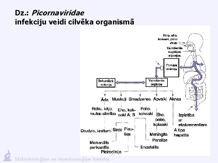 Dz. : Picornaviridae infekciju veidi cilvēka organismā 