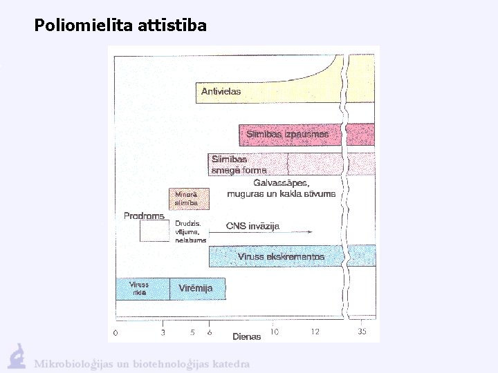 Poliomielīta attīstība 