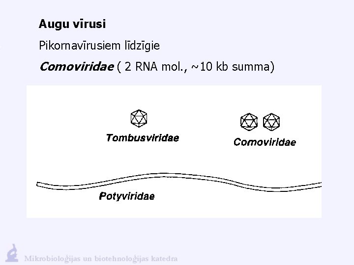 Augu vīrusi Pikornavīrusiem līdzīgie Comoviridae ( 2 RNA mol. , ~10 kb summa) 