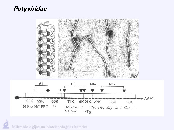 Potyviridae 