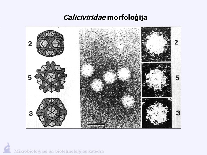 Caliciviridae morfoloģija 