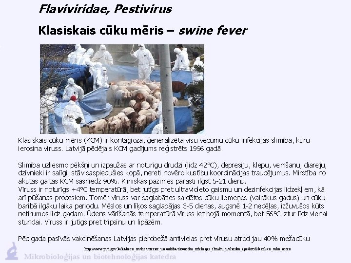 Flaviviridae, Pestivirus Klasiskais cūku mēris – swine fever Klasiskais cūku mēris (KCM) ir kontagioza,