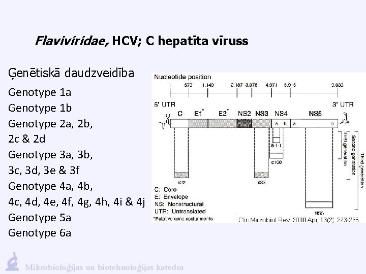 Flaviviridae, HCV; C hepatīta vīruss Ģenētiskā daudzveidība Genotype 1 b Genotype 2 a, 2