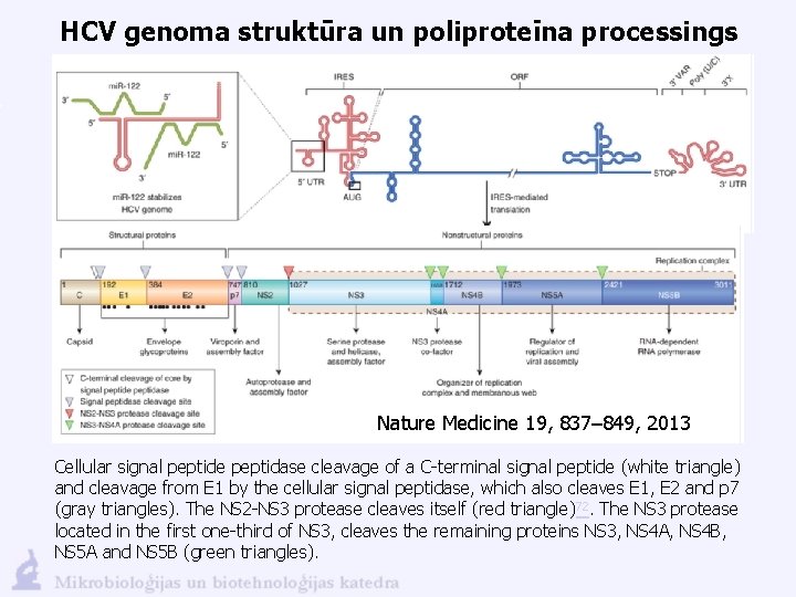 HCV genoma struktūra un poliproteīna processings Nature Medicine 19, 837– 849, 2013 Cellular signal