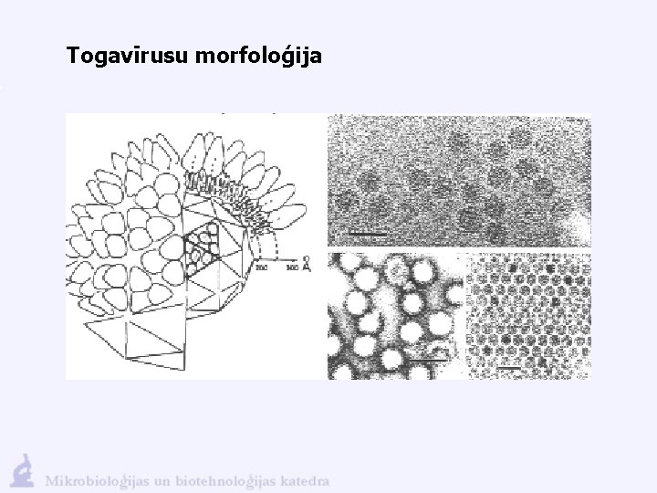 Togavīrusu morfoloģija 