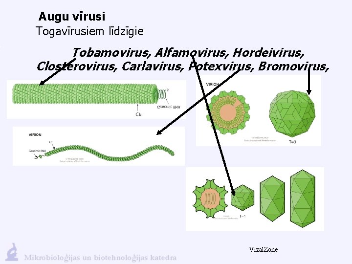 Augu vīrusi Togavīrusiem līdzīgie Tobamovirus, Alfamovirus, Hordeivirus, Closterovirus, Carlavirus, Potexvirus, Bromovirus, Vizal. Zone 