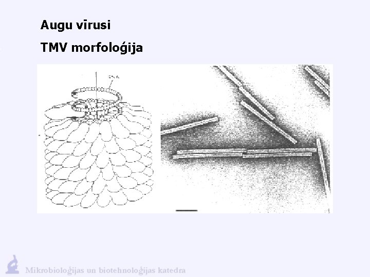 Augu vīrusi TMV morfoloģija 