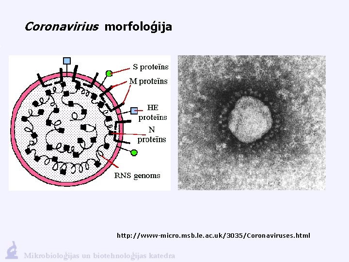 Coronavirius morfoloģija http: //www-micro. msb. le. ac. uk/3035/Coronaviruses. html 