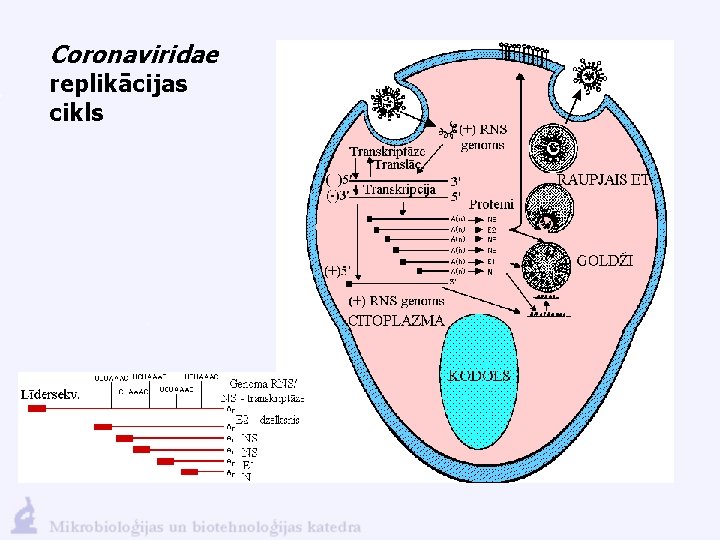 Coronaviridae replikācijas cikls 