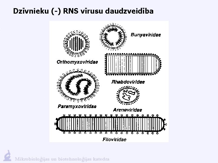 Dzīvnieku (-) RNS vīrusu daudzveidība 